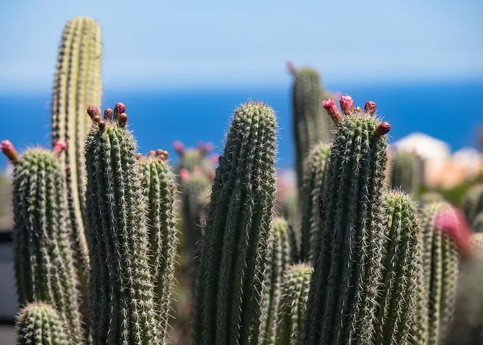 5 Lanzarote Отель типа 