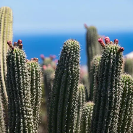 5 Lanzarote Отель типа 